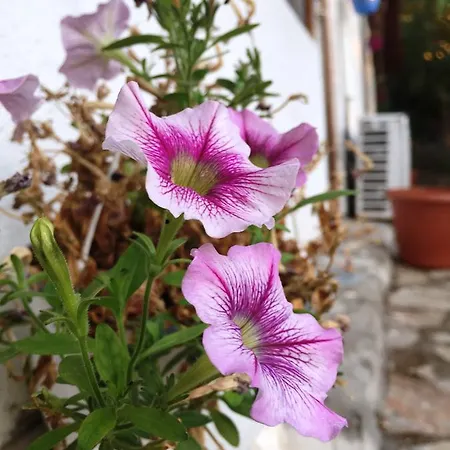 Utopia Ξενοδοχείο